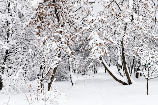 Arces nevados en jardín urbano público