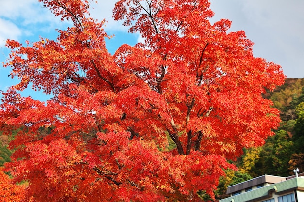 Arces rojos Momiji en el parque nacional Fuji en otoño Japón