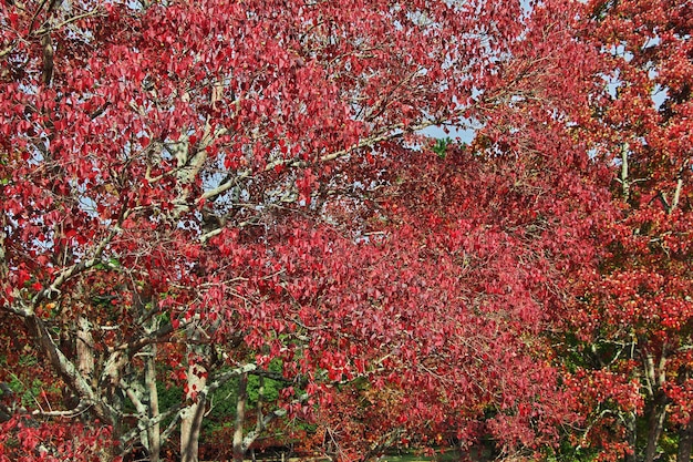 Arces rojos Momiji en el parque de Nara Japón