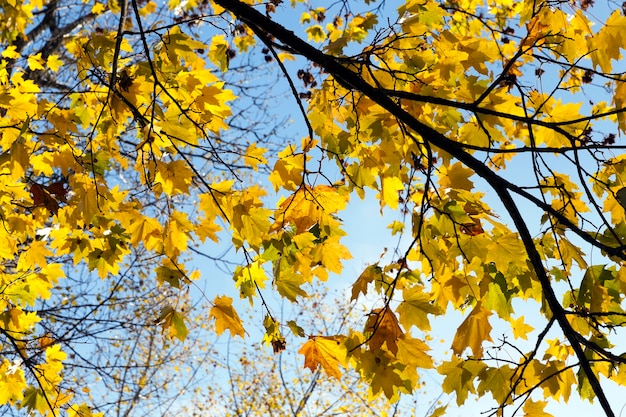 arces en la temporada de otoño