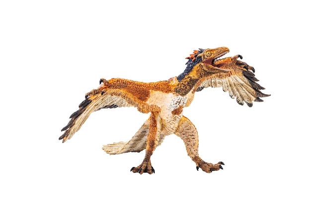 Archaeopteryx dinosaurio sobre fondo blanco.