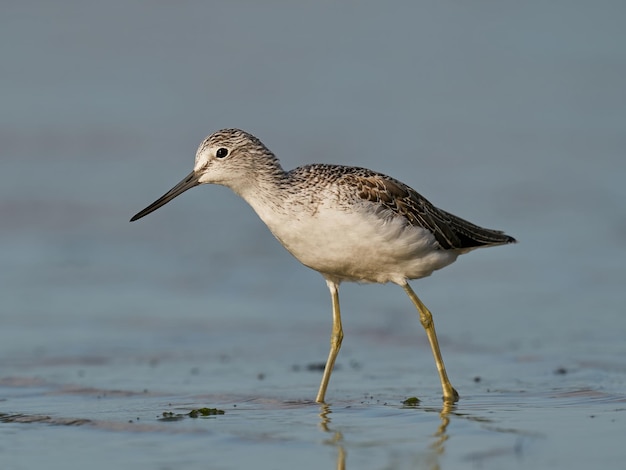 Archibebe común Tringa nebularia