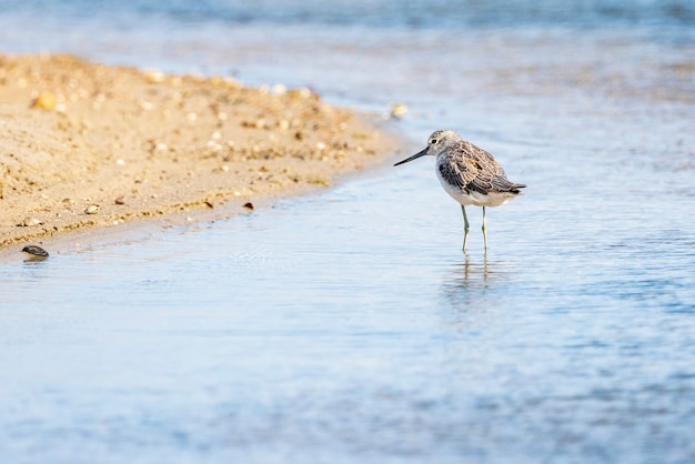 Archibebe en parque natural de la Albufera de Valencia