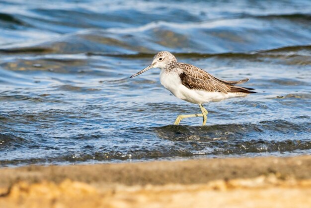 Archibebe en parque natural de la Albufera de Valencia