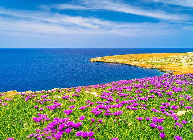 archivado de flor violeta púrpura y mirada azul del mar y del cielo