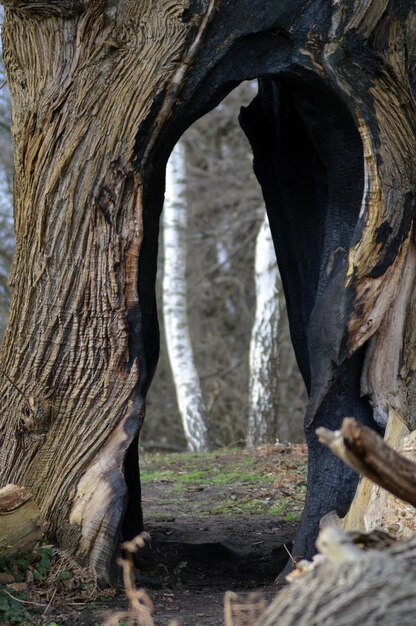 Foto arco en un árbol