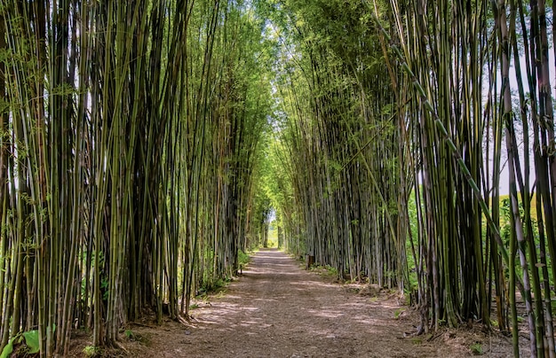 Foto arco de bambú, camino, luz de la tarde.