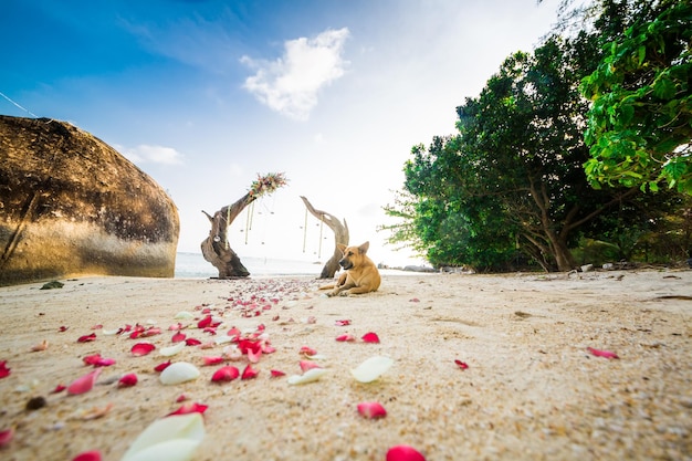 Arco de bodas y montaje en perro de playa tirado en la arena