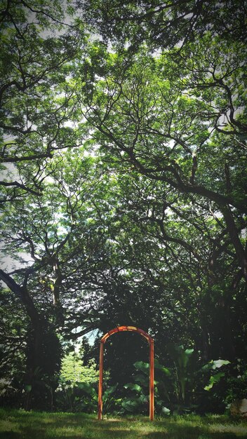 Arco en el campo de hierba contra los árboles en el bosque