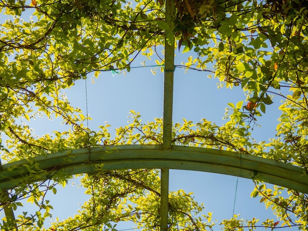 Arco coberto de hera Armação coberta de plantas