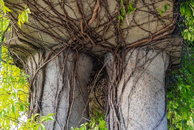 Arco de pedra antigo coberto de vegetação com jardim botânico de raízes