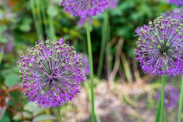 Arco decorativo allium hermosas flores lilas en forma de bolas