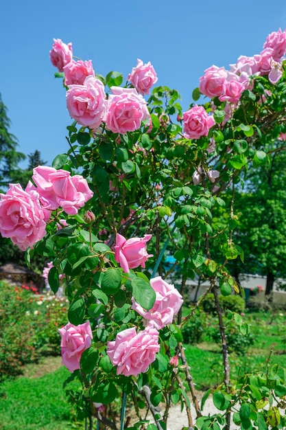 Arco de flor hermosa flor de rosas rosadas contra el cielo azul en un día soleado de verano Jardinería floristería concepto de paisajismo Diseño de bodas