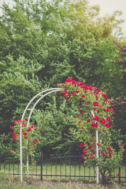 Arco de flores con rosas rojas trepadoras