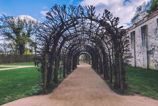 Arco de hiedra en el Palacio de Belvedere en Potsdam