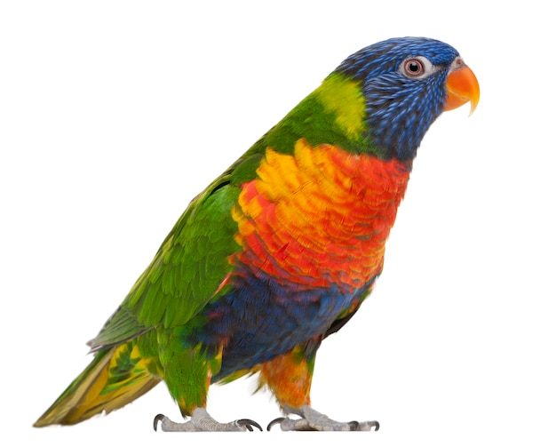 Arco-íris Lorikeet, Trichoglossus haematodus permanente íon branco isolado