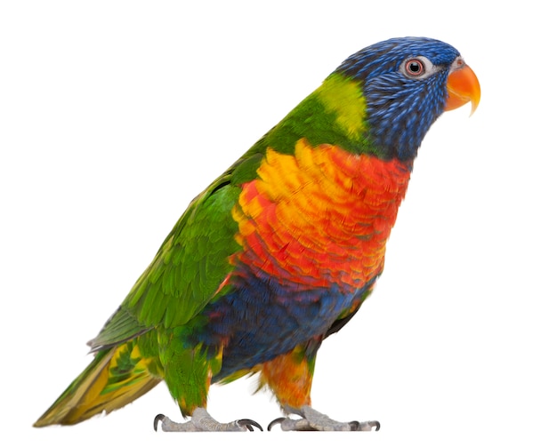 Arco-íris Lorikeet, Trichoglossus haematodus permanente íon branco isolado