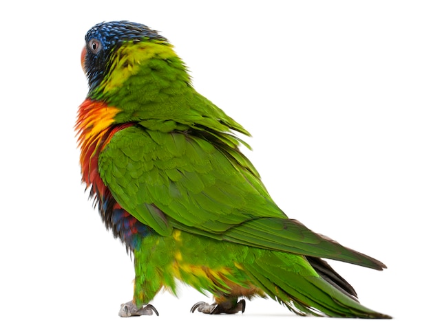 Arco-íris Lorikeet, Trichoglossus haematodus permanente íon branco isolado