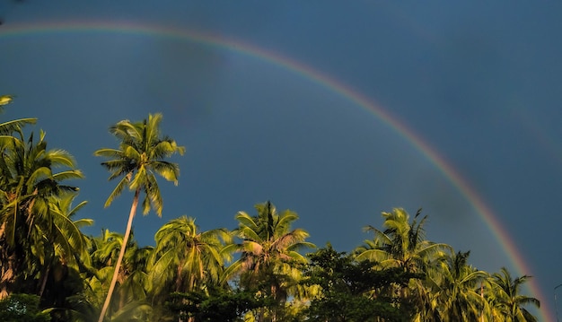 arco iris palmeras tropicales