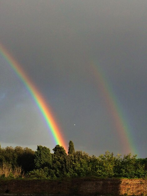 Foto arco-íris sobre as árvores