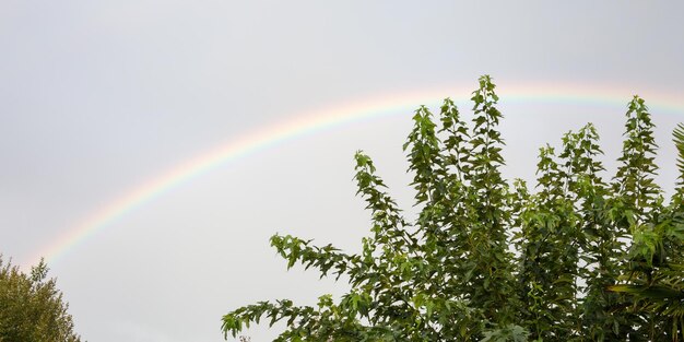 Arco iris sobre el cielo nublado tormentoso oscuro en el campo de los árboles en el día de verano