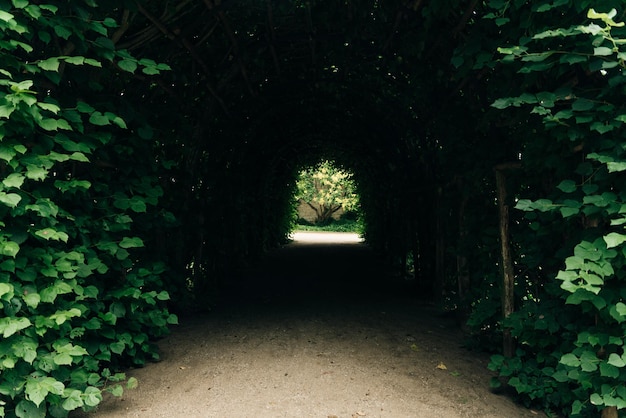 El arco de túnel de arbusto verde en el jardín. Foto de alta calidad
