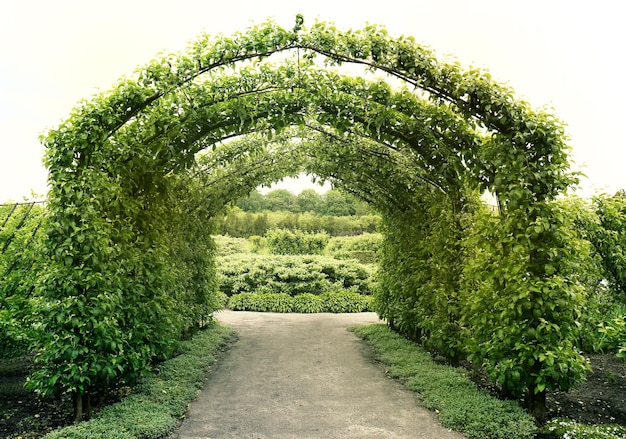 Arco verde en el parque