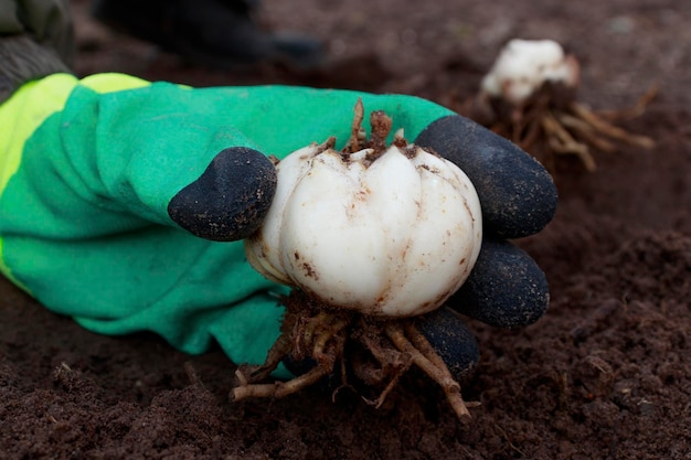 Arcos de lirio listos para ser plantados en el suelo en manos de un jardinero El jardinero elige saludable