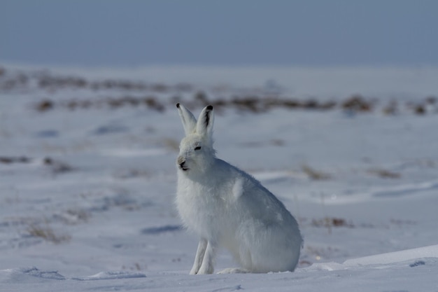 Arctic hare lepus arcticus sentado na neve e derramando seu casaco de inverno nunavut canada