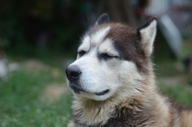 Arctic Malamute con retrato de hocico de ojos azules de cerca. Este es un tipo nativo de perro bastante grande