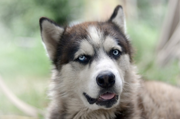 Arctic Malamute con retrato de hocico de ojos azules de cerca. Este es un tipo nativo de perro bastante grande