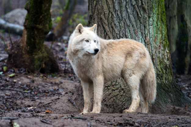 Arctic Wolf (Canis lupus arctos), também conhecido como Polar Wolf