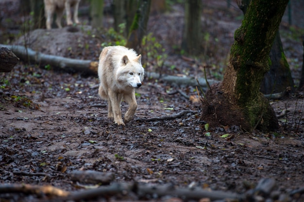 Arctic wolf (canis lupus arctos), também conhecido como polar wolf