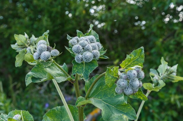 Arctium lappa comumente chamado de bardana maior.