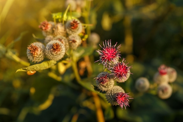 Foto arctium lappa comúnmente llamado bardana mayor flores de bardana en flor en el fondo natural de la planta