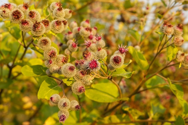 Arctium lappa wird allgemein als größere Klette bezeichnet. Blühende Klette blüht auf natürlichem Pflanzenhintergrund