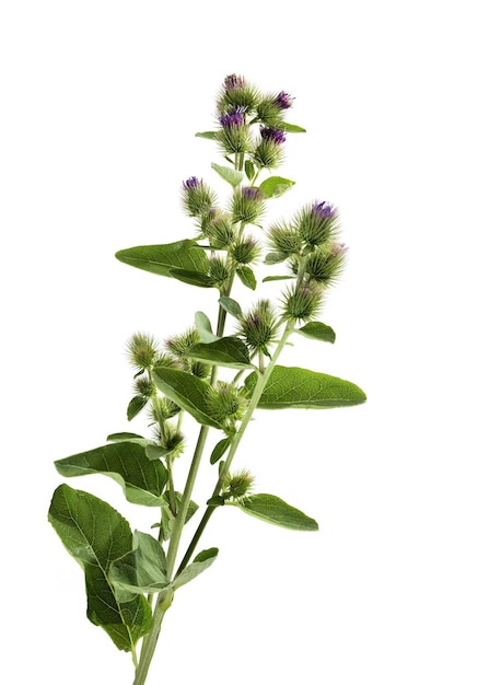 Arctium menos Burdock comum de cabeças de flores roxas tiro de estúdio isolado em fundo branco