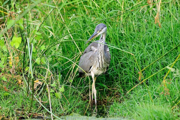 Ardea cinerea - Der Graureiher oder Airon ist eine pelecaniforme Vogelart aus der Familie der Ardeidae.