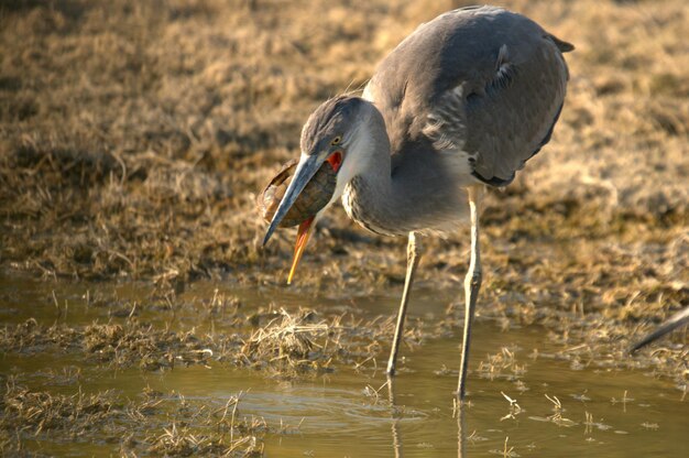 Ardea cinerea - La garza real o airon es una especie de ave pelecaniforme de la familia Ardeidae.