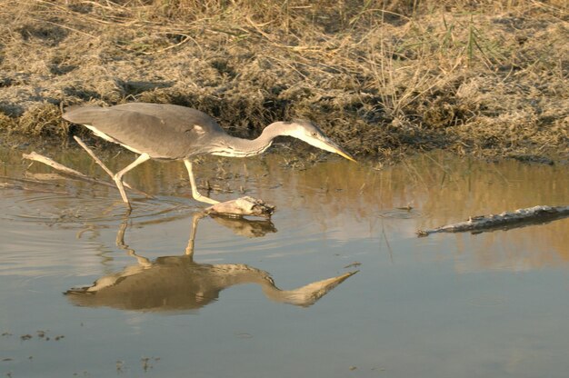 Ardea cinerea - La garza real o airon es una especie de ave pelecaniforme de la familia Ardeidae.