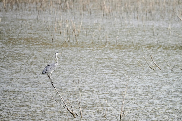 Ardea cinerea o Garza real es una especie de ave pelecaniforme de la familia Ardeidae