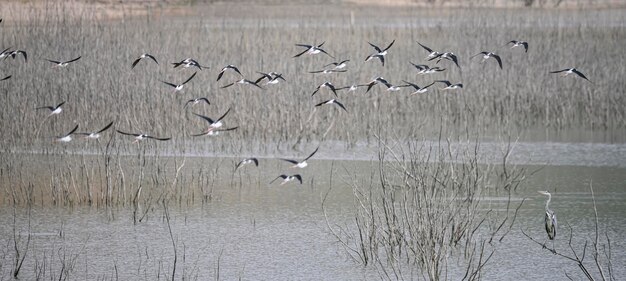 Ardea cinerea o Garza real es una especie de ave pelecaniforme de la familia Ardeidae