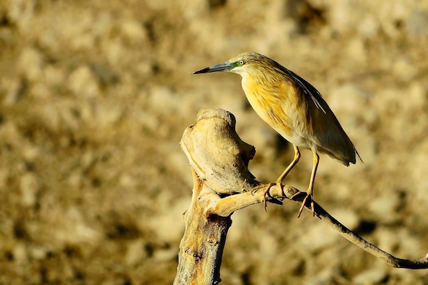 Ardeola ralloides - Der Rachenreiher ist eine Art pelecaniformer Vogel aus der Familie der Ardeidae