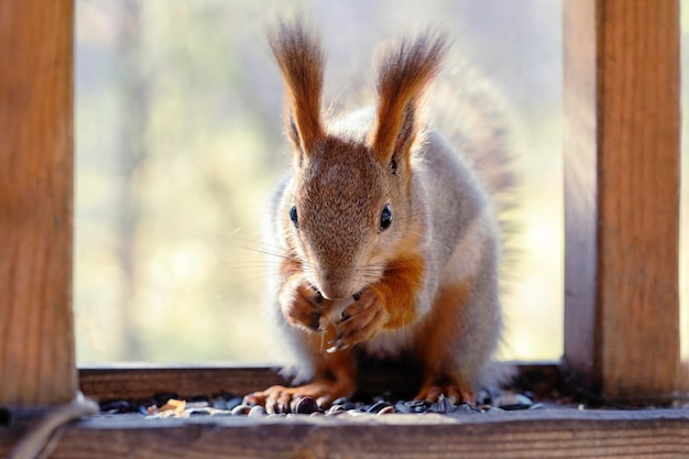 Una ardilla con un abrigo de piel de invierno se sienta en un comedero y come nueces en un día soleado de otoño.