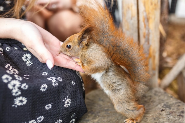 Foto ardilla adulta come nueces y otros alimentos de manos humanas