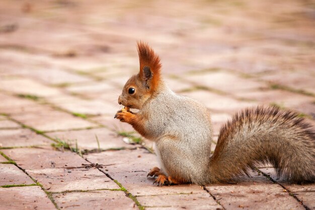 Ardilla al aire libre