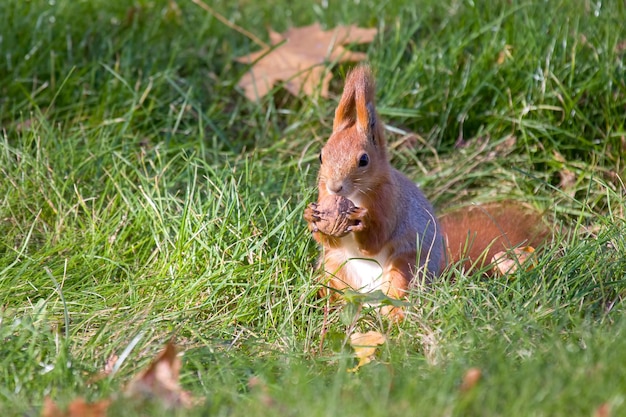 Ardilla en los animales del parque en la naturaleza.