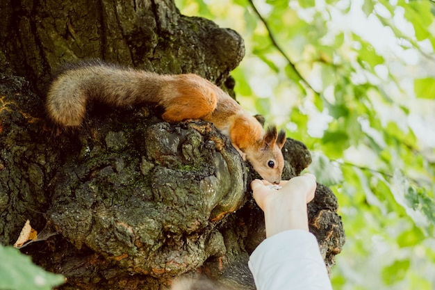 Ardilla en un árbol come comida de su mano.