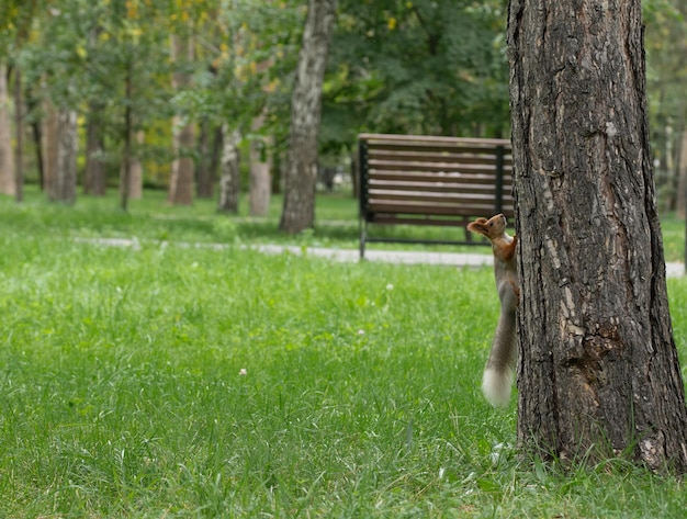 La ardilla en un árbol mira hacia arriba