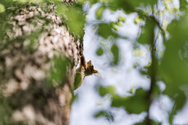 Una ardilla en el árbol en la naturaleza